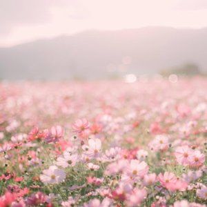 COPY - 🌸